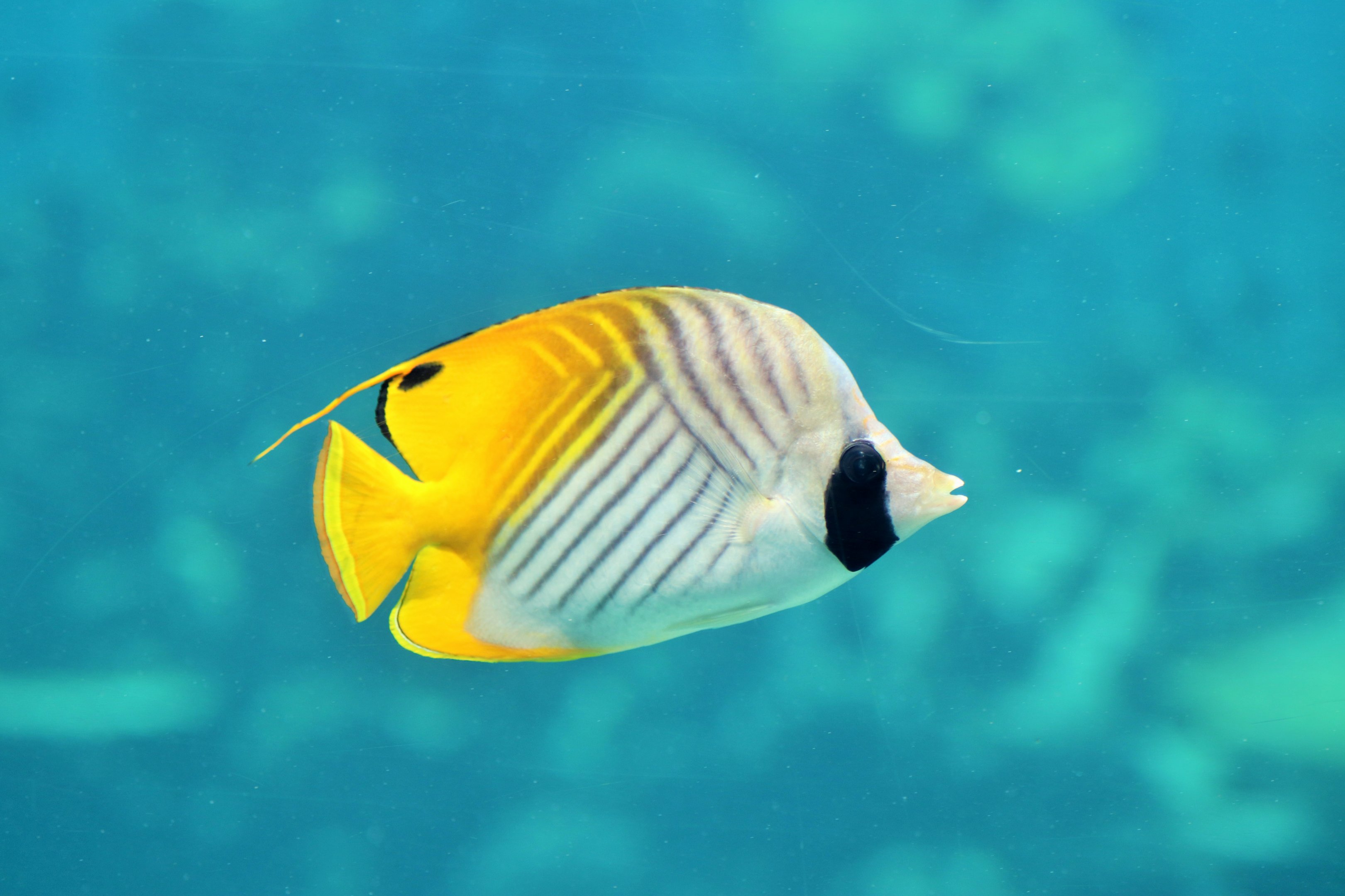 Threadfin Butterflyfish (Chaetodon auriga)