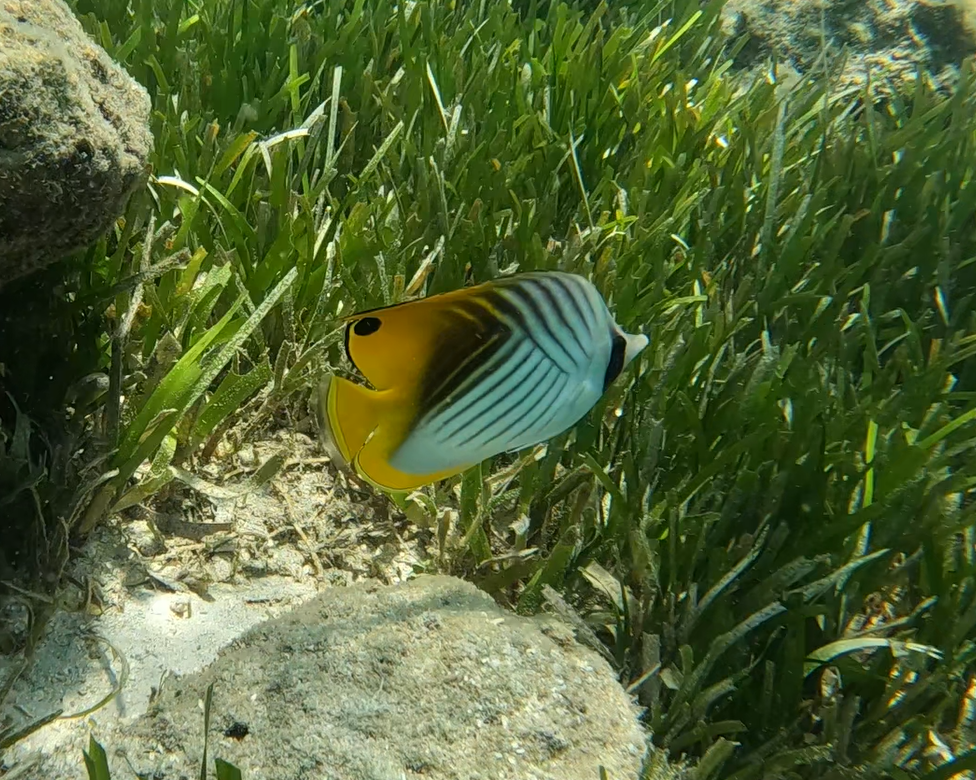 Threadfin Butterflyfish (Chaetodon auriga)