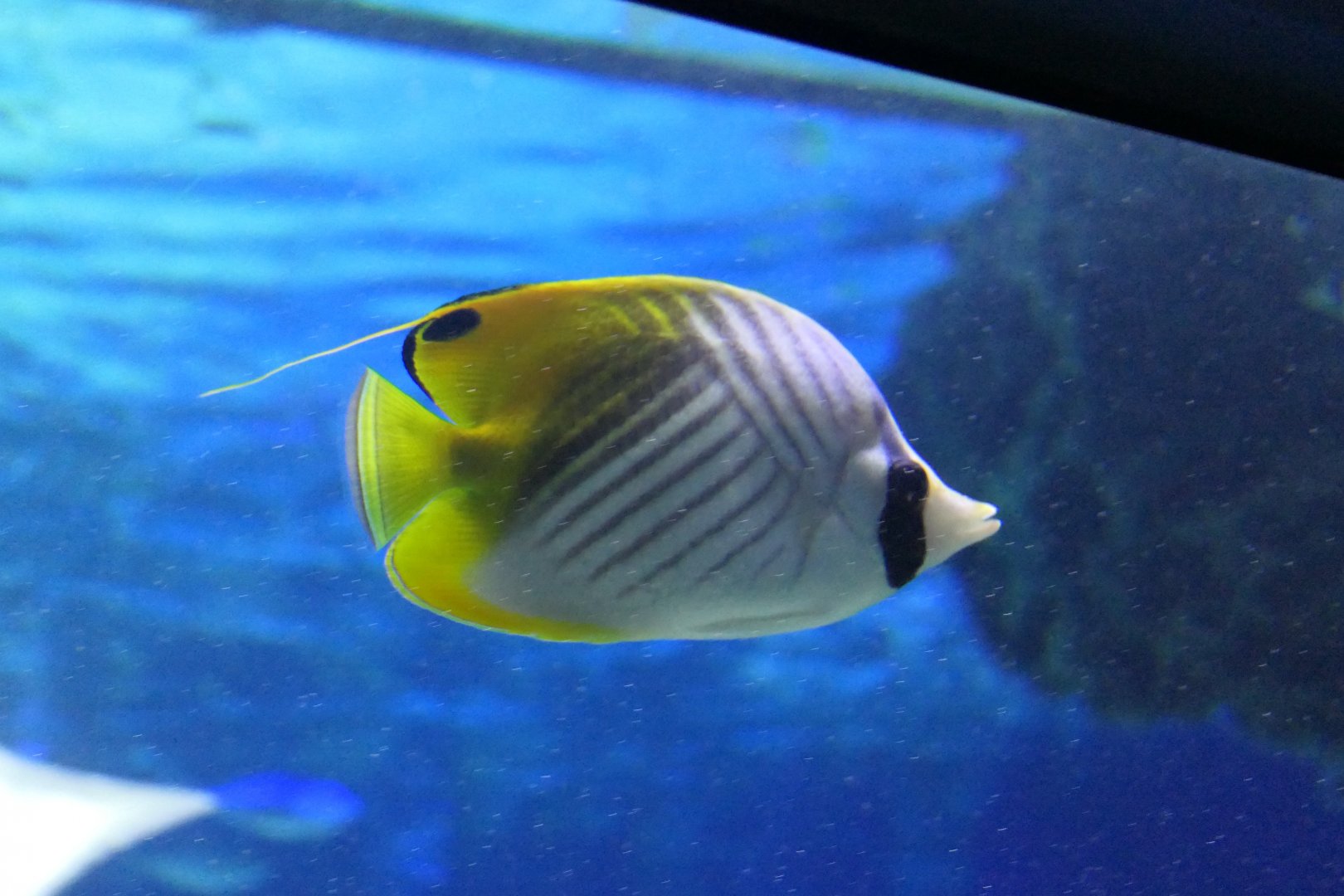 Threadfin Butterflyfish (Chaetodon auriga)