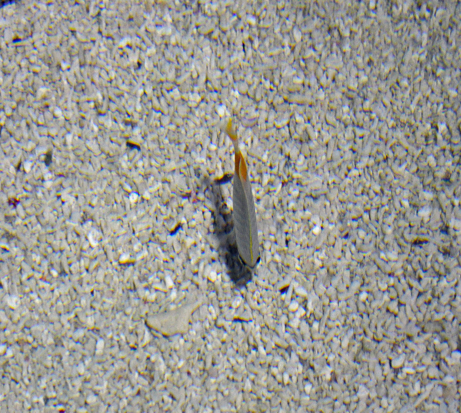 Threadfin butterflyfish