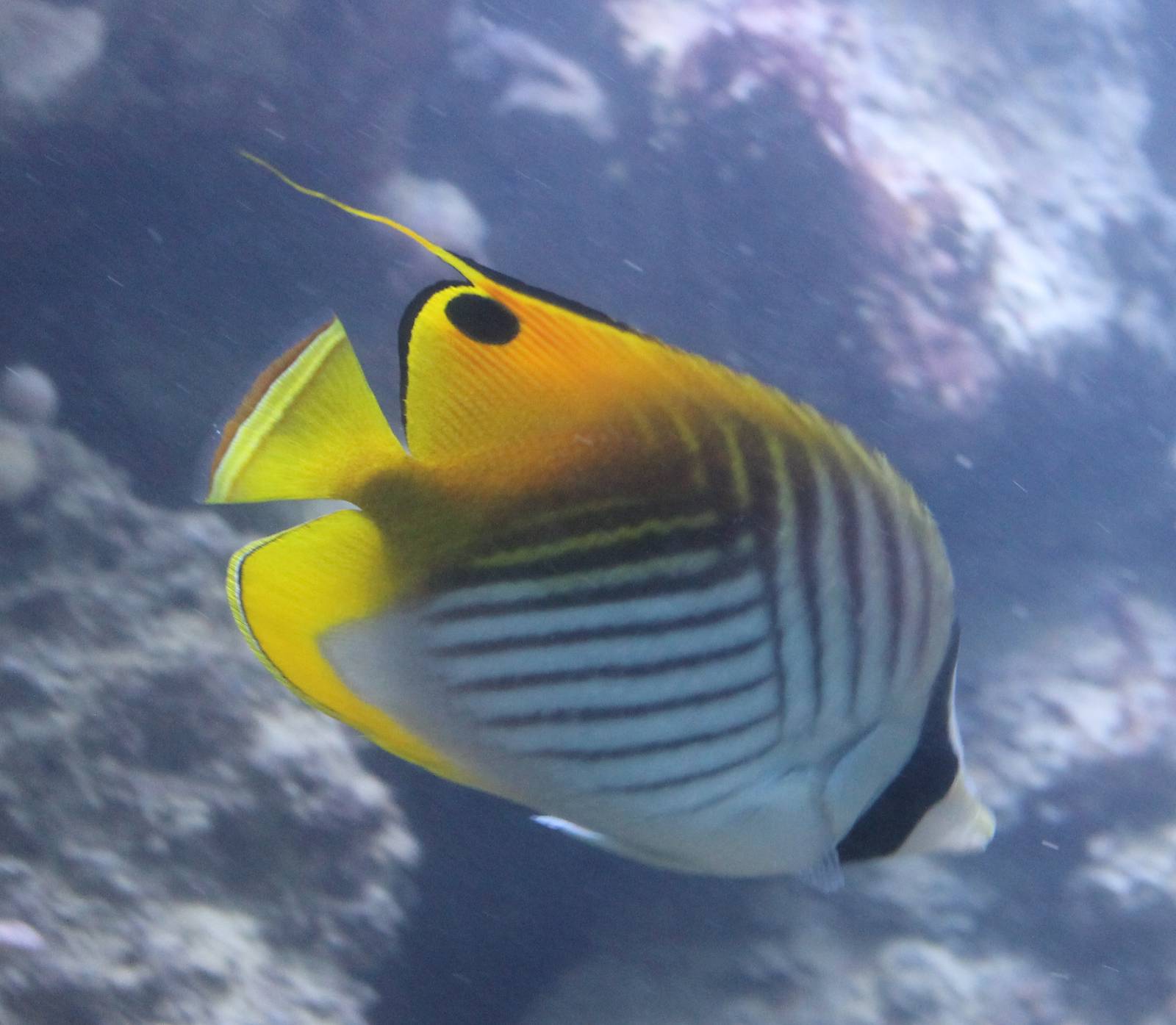 Threadfin butterflyfish