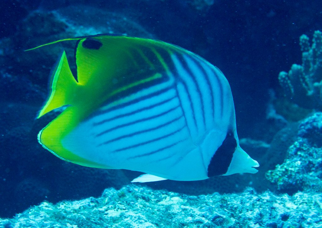 Threadfin Butterflyfish