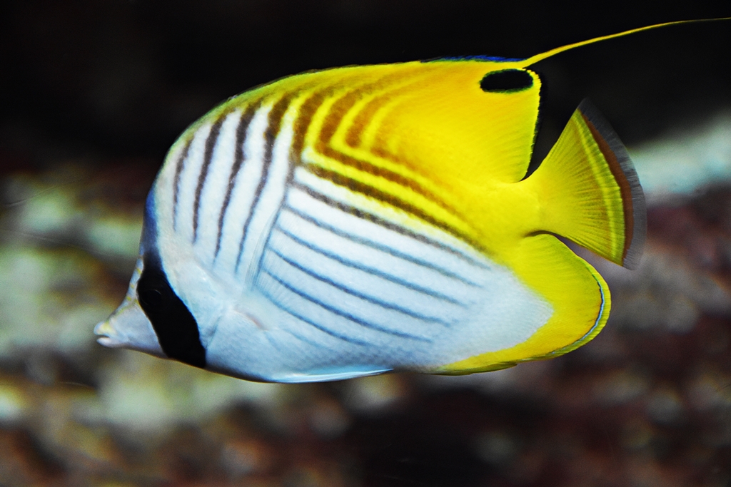 Threadfin butterflyfish