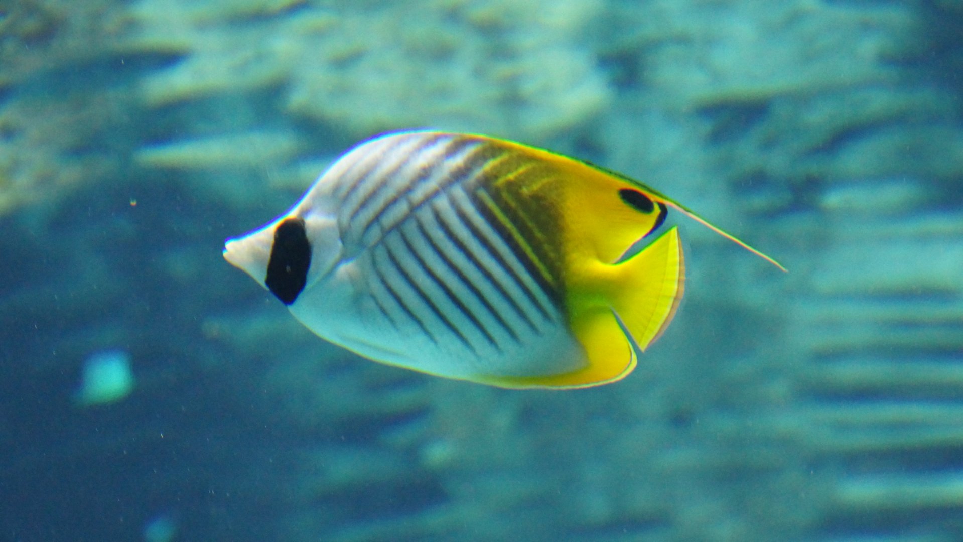 Threadfin Butterflyfish