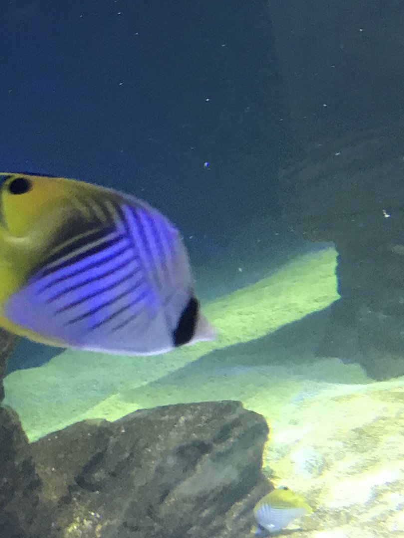Threadfin Butterflyfish