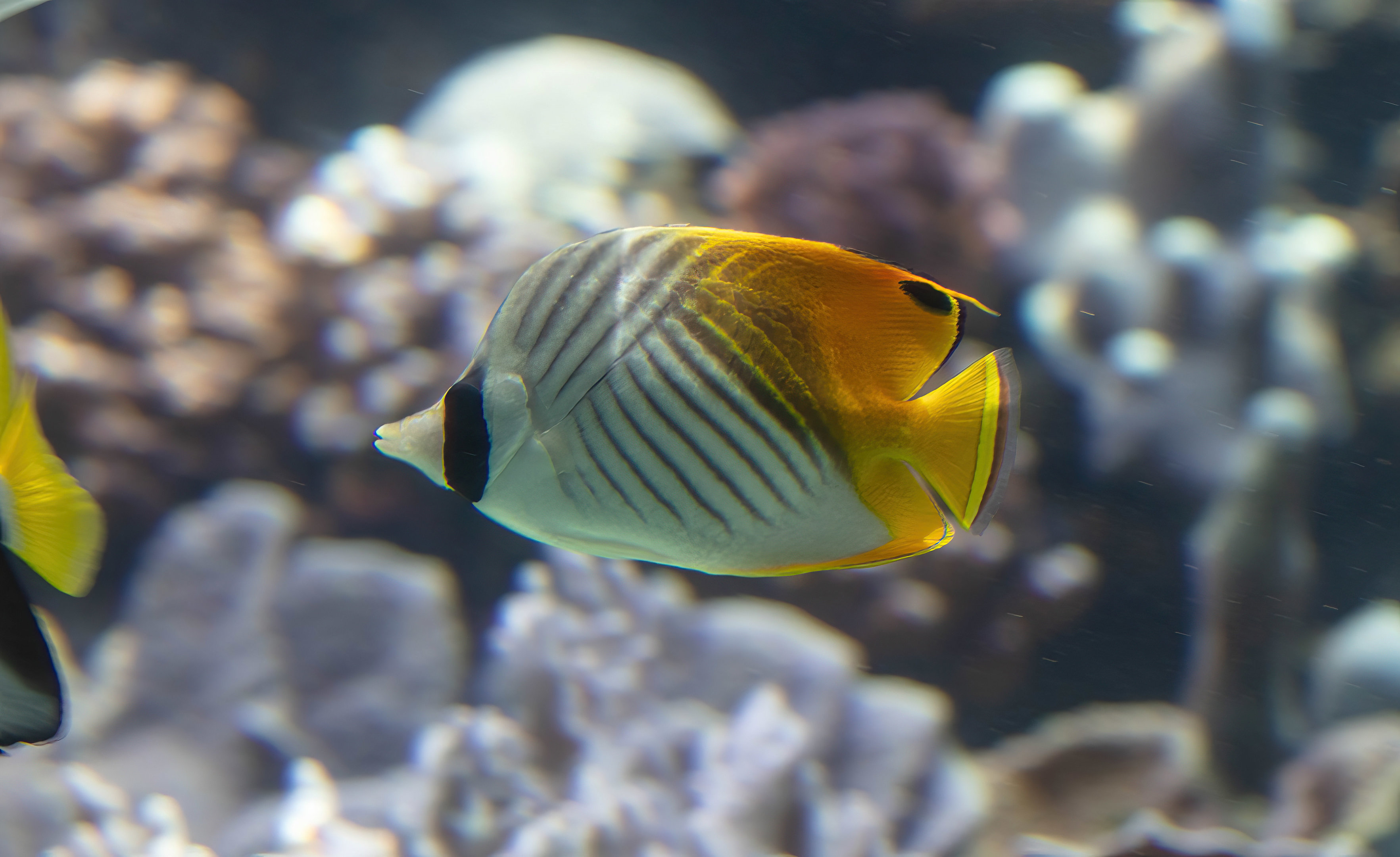 Threadfin Butterflyfish