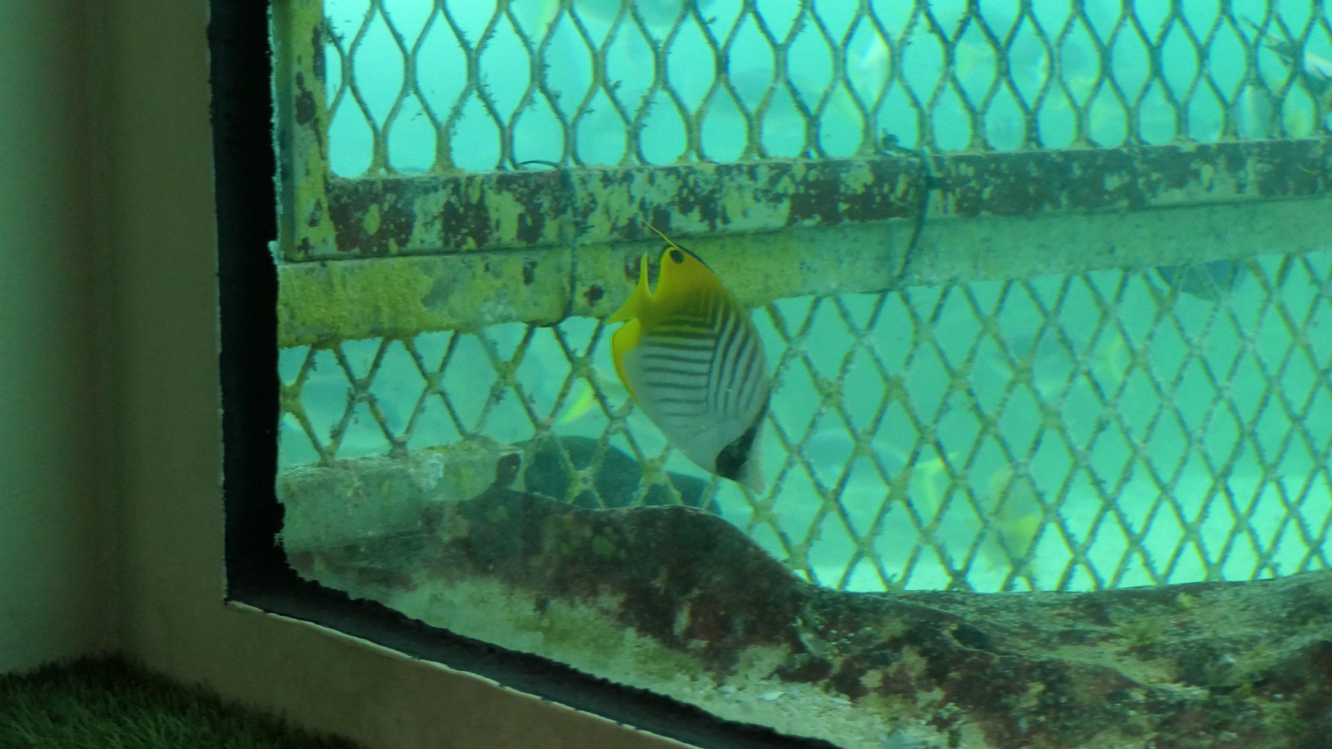 Threadfin Butterflyfish