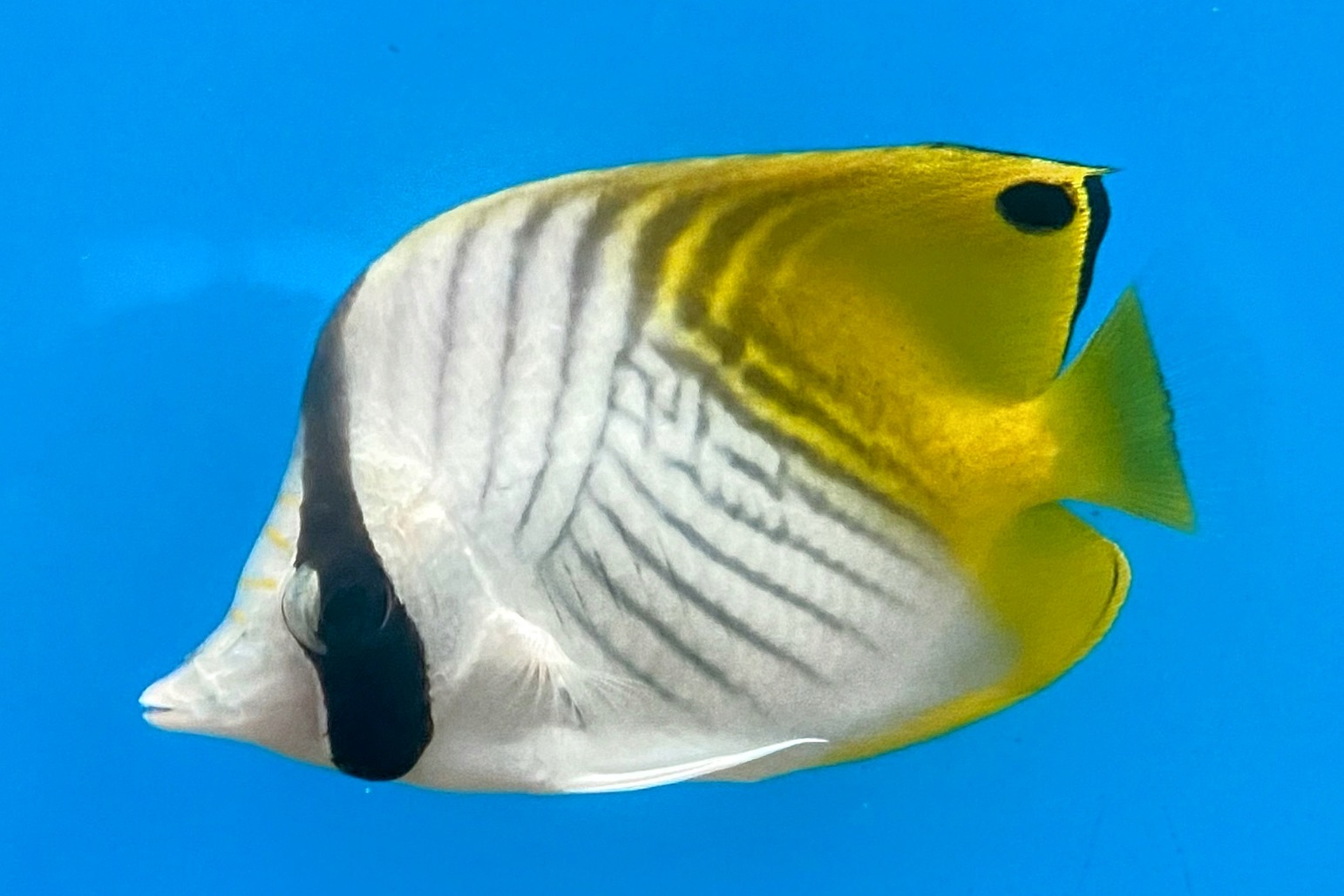 Threadfin Butterflyfish