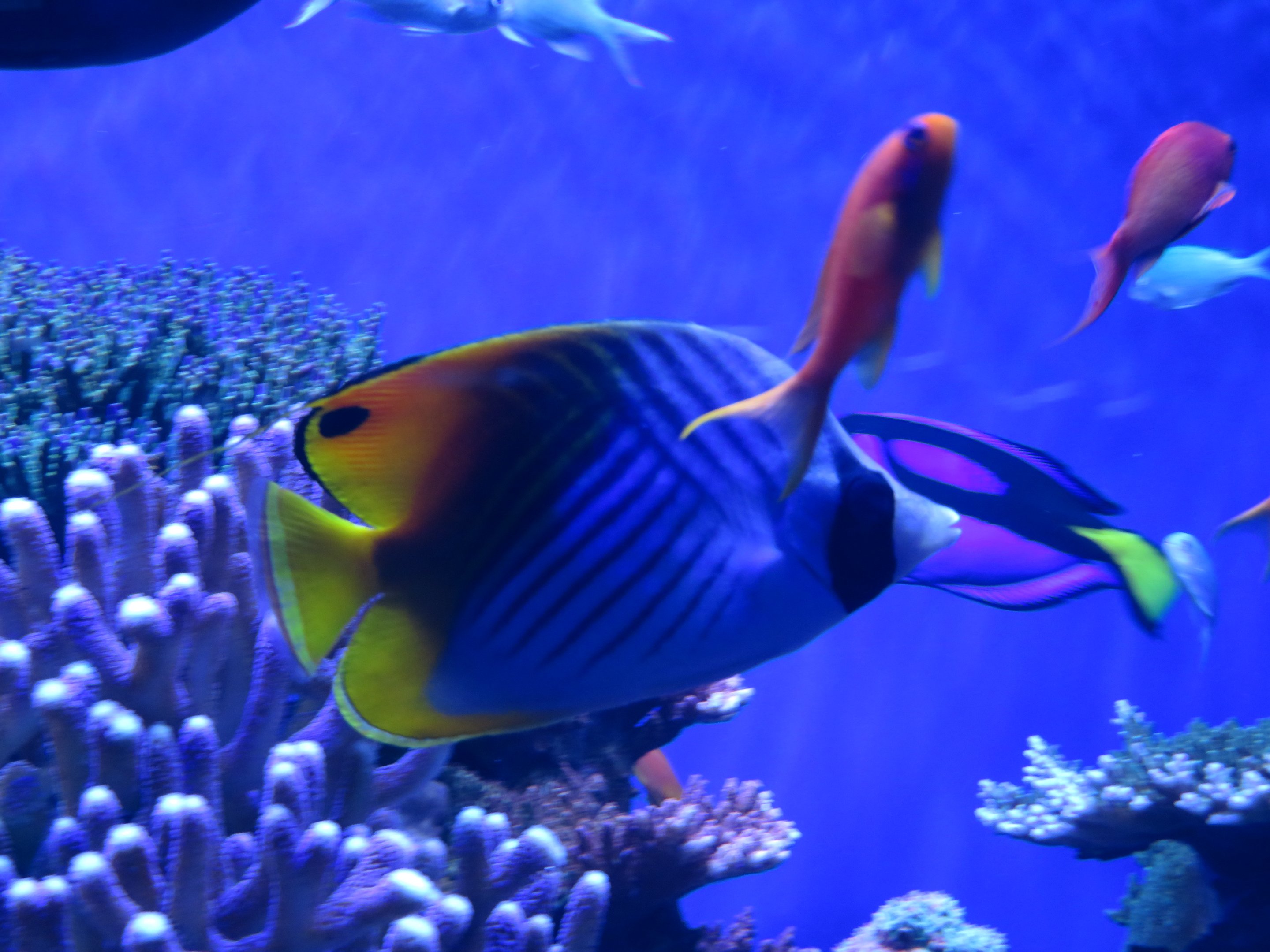 Threadfin Butterflyfish