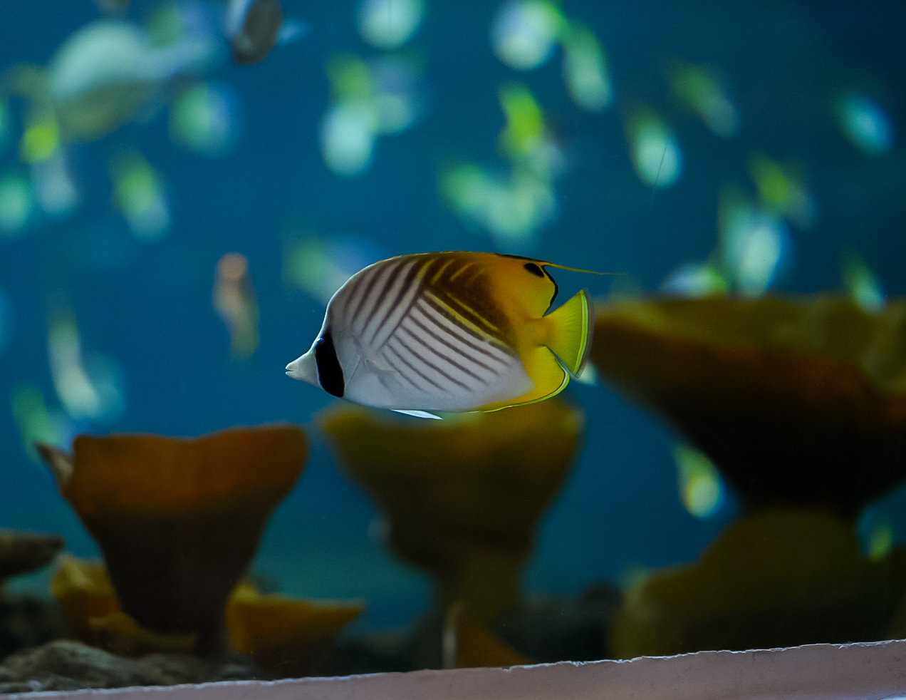 Threadfin Butterflyfish