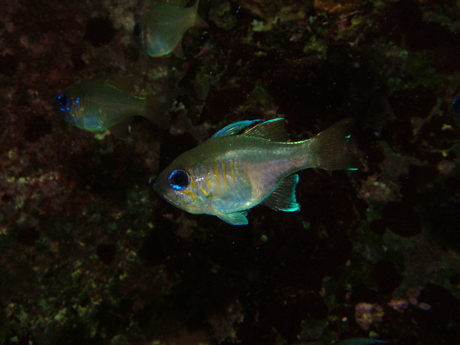 Threadfin Cardinal at Wilhelma, Stuttgart 02/09/10