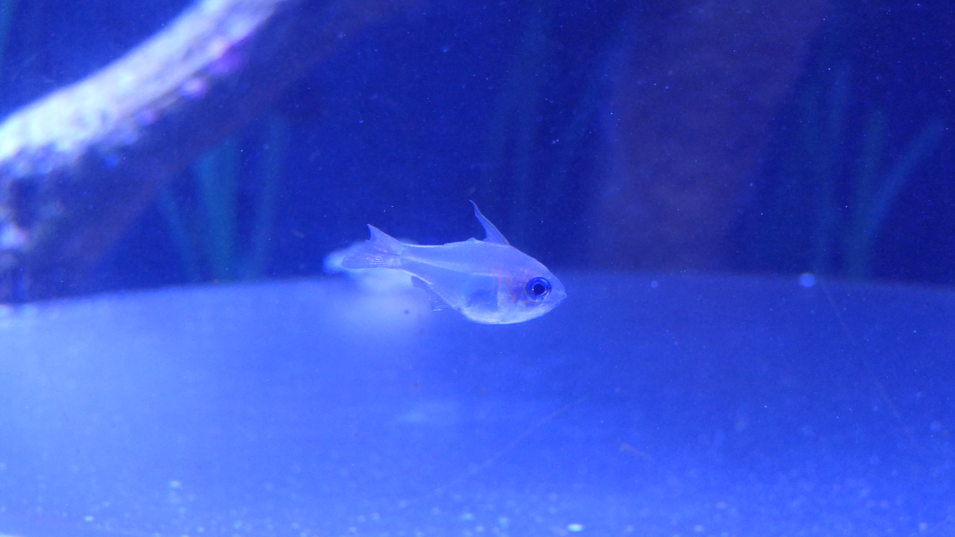 Threadfin Cardinalfish with damaged fins
