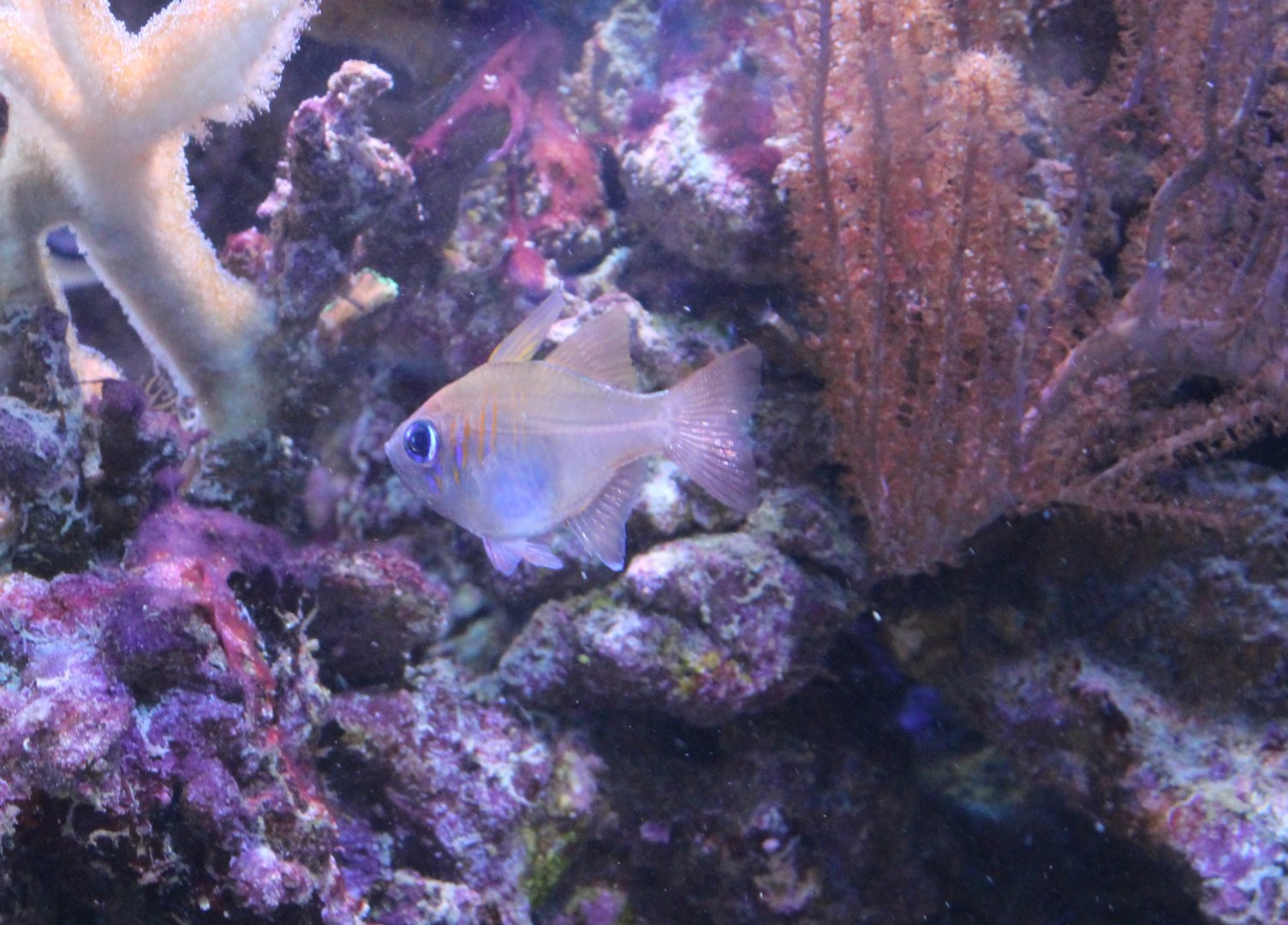 Threadfin cardinalfish - Zoramia leptacantha