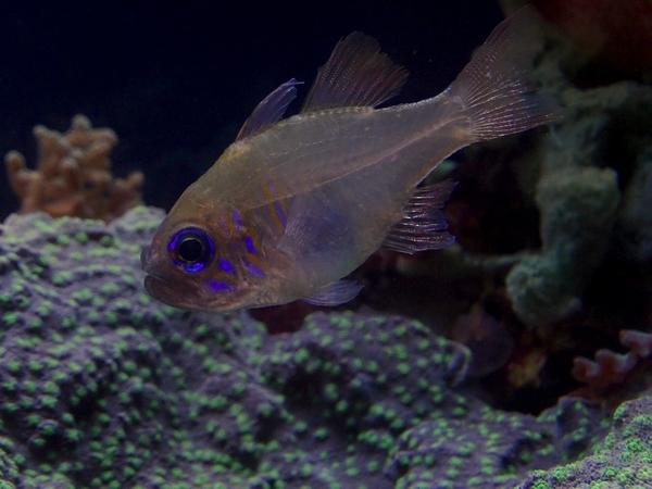 Threadfin cardinalfish (Zoramia leptacantha)