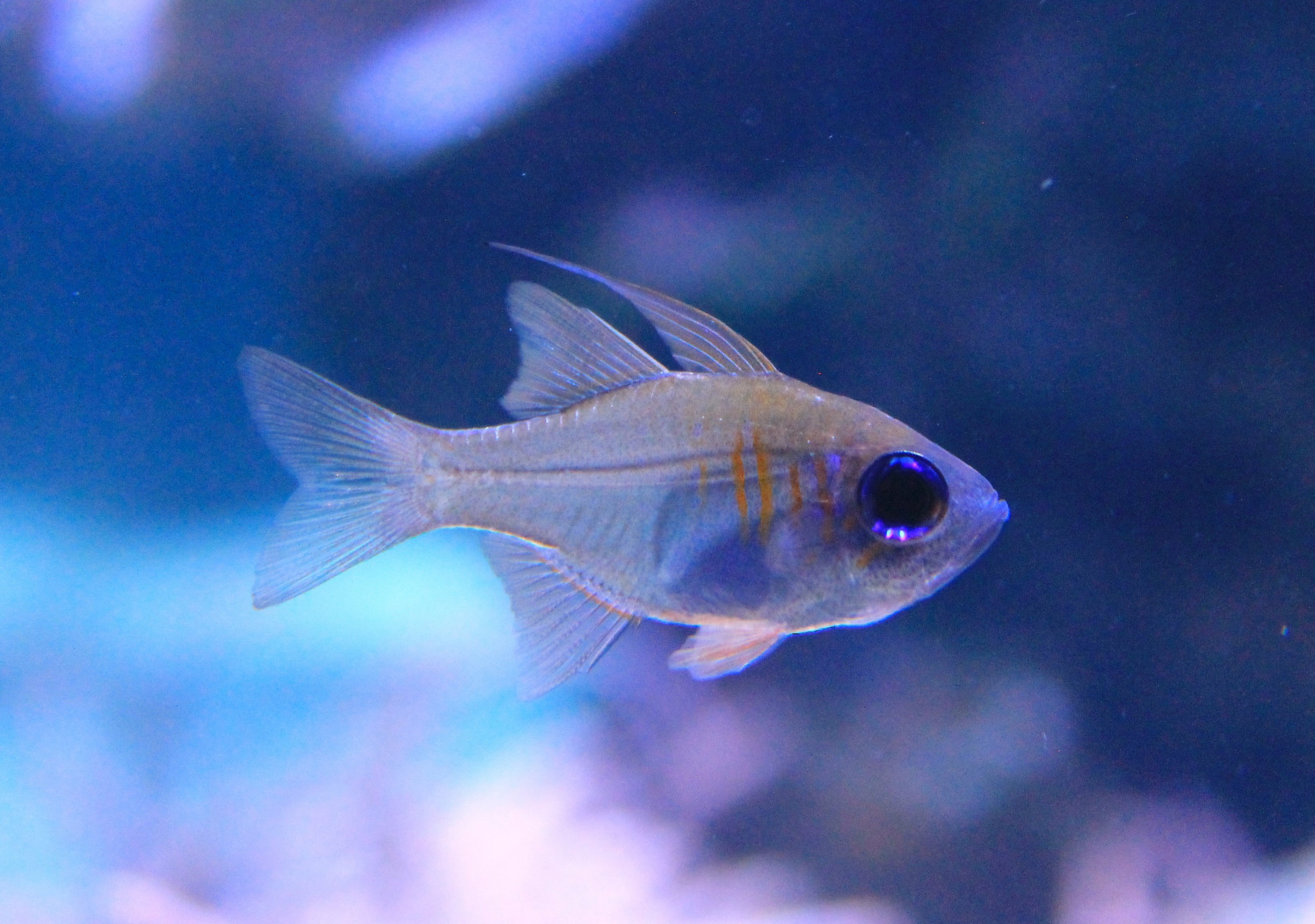 Threadfin Cardinalfish (Zoramia leptacanthus)