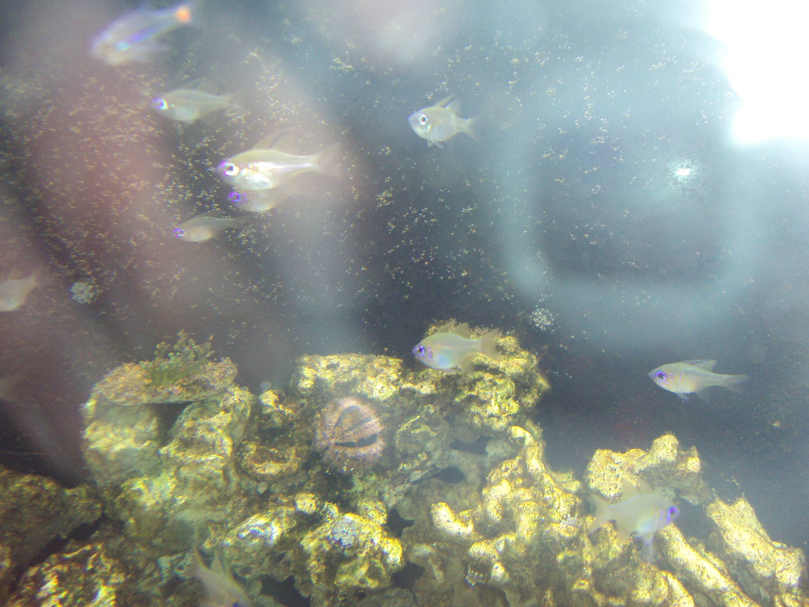 Threadfin Cardinalfish