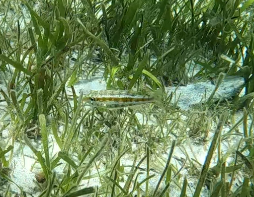Threadfin Emperor (Lethrinus genivittatus)