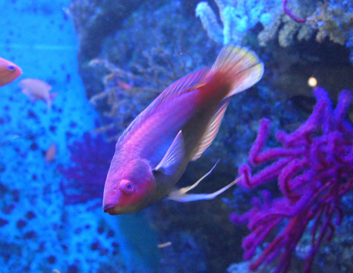Threadfin Fairywrasse (Cirrhabrus temminckii)