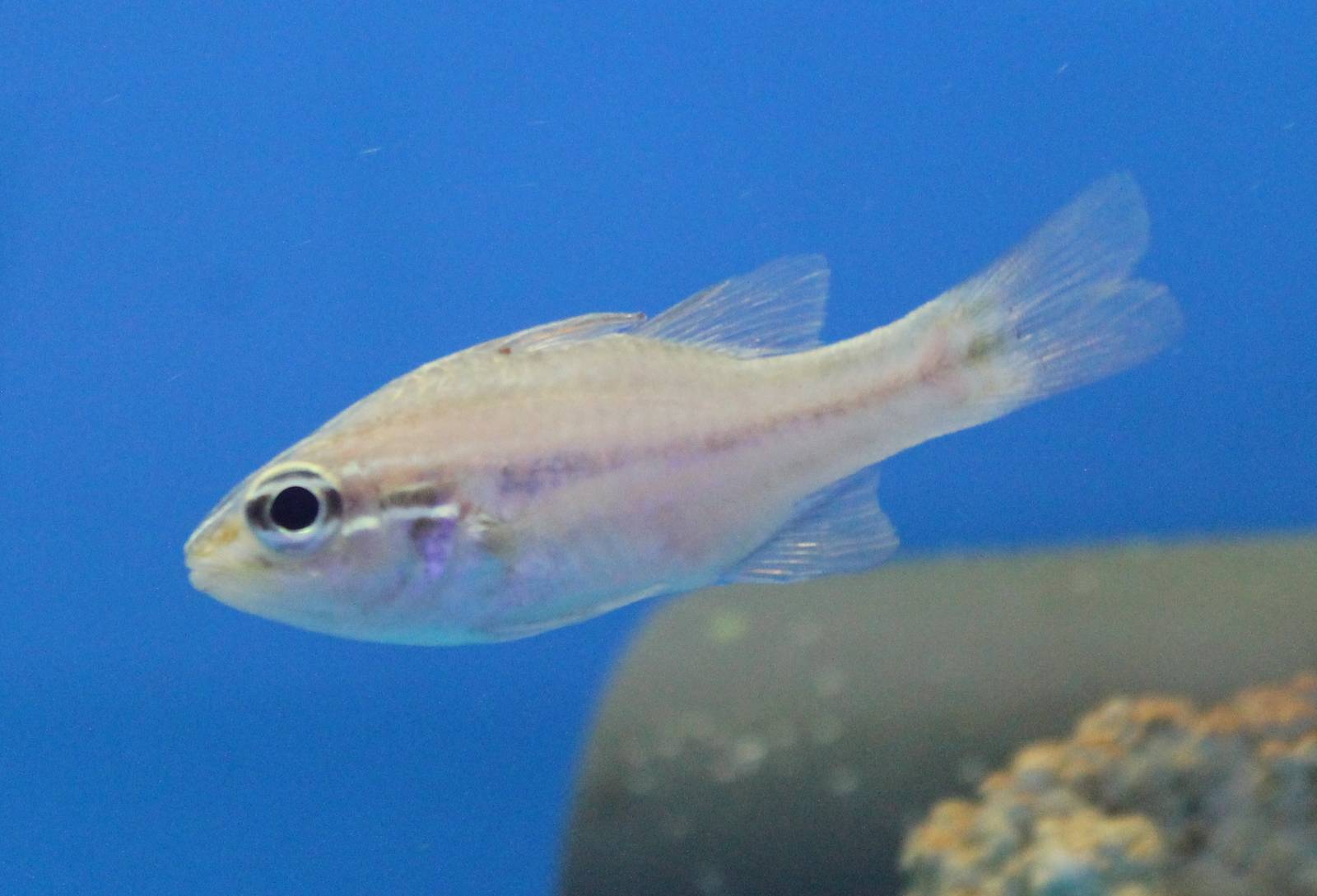 Threadfin or Blue streak cardinalfish