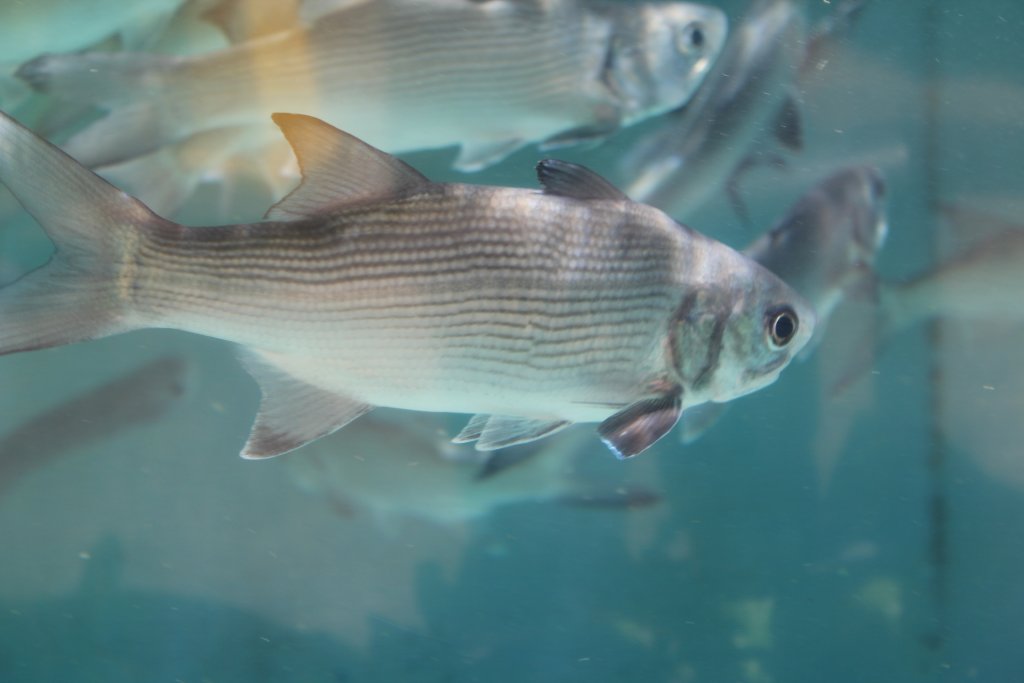 Threadfin (Polydactylus sexfilis)