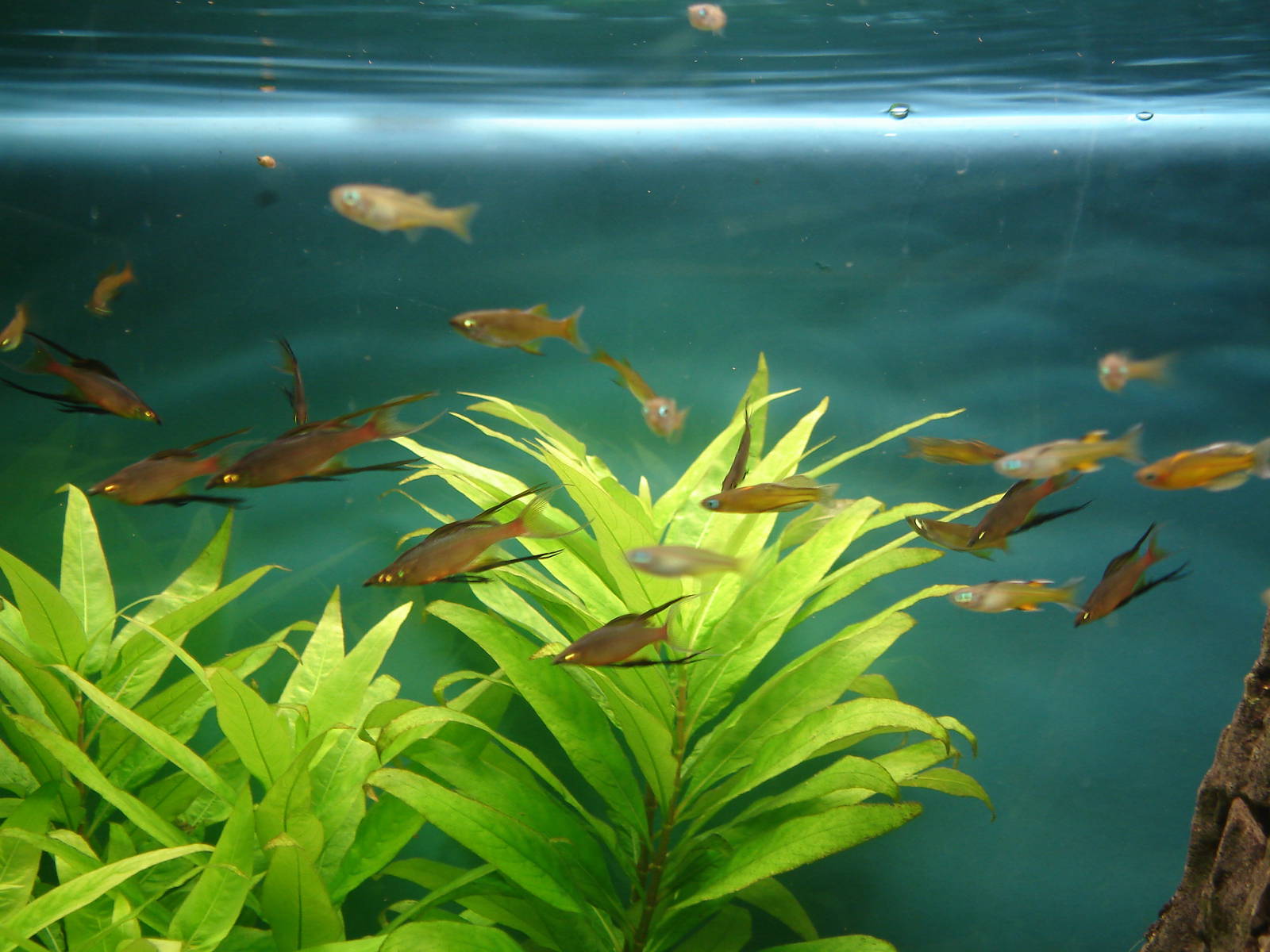 Threadfin rainbow fish and Forktail Blue-eye