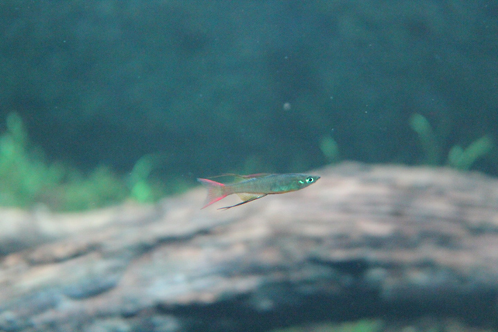Threadfin rainbowfish (Iriatherina werneri)