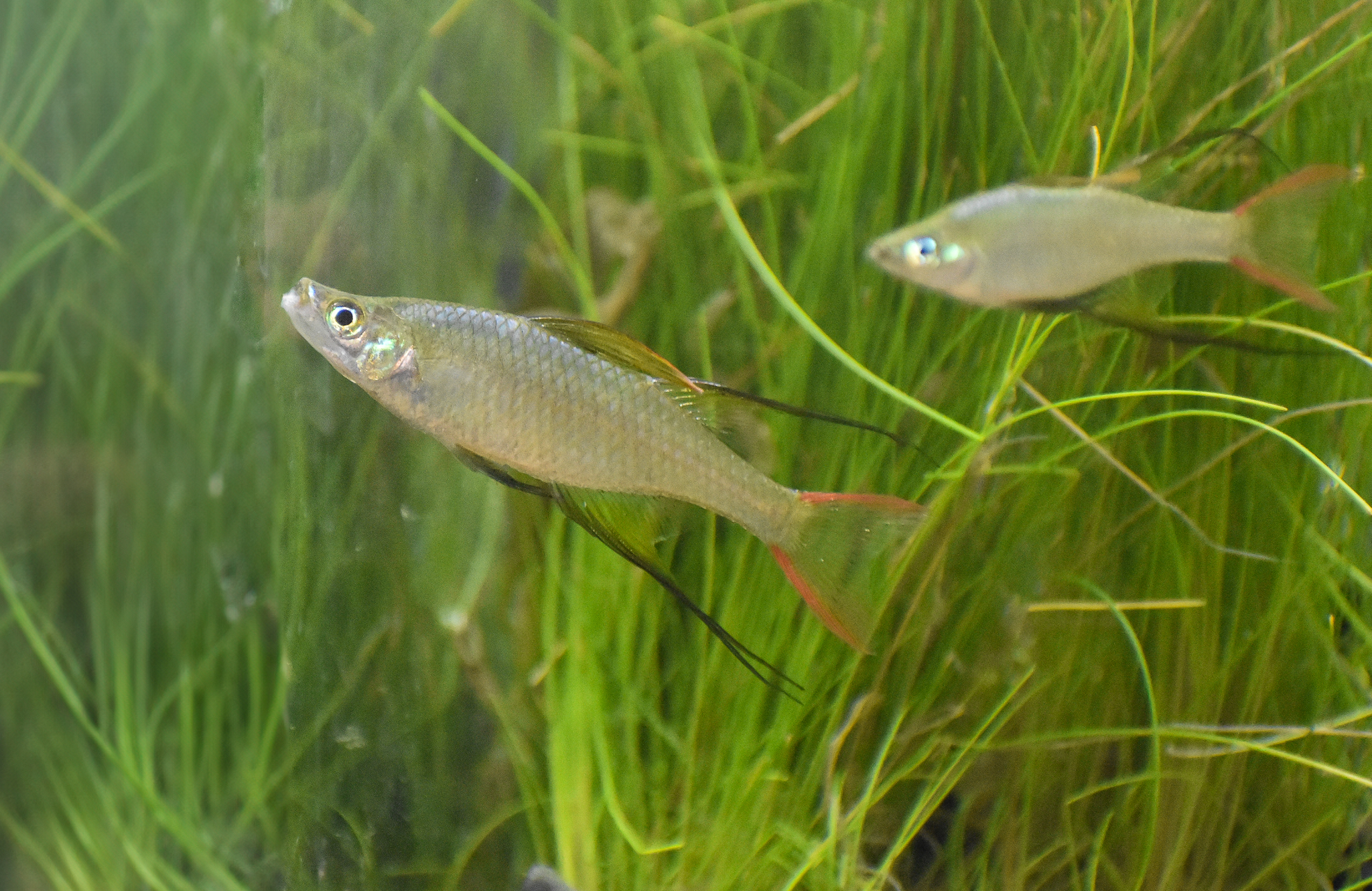 Threadfin Rainbowfish