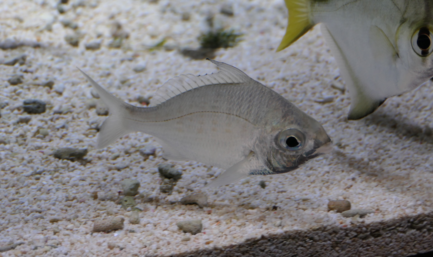Threadfin Silverbiddy (Gerres filamentosus) - Uozu Aquarium