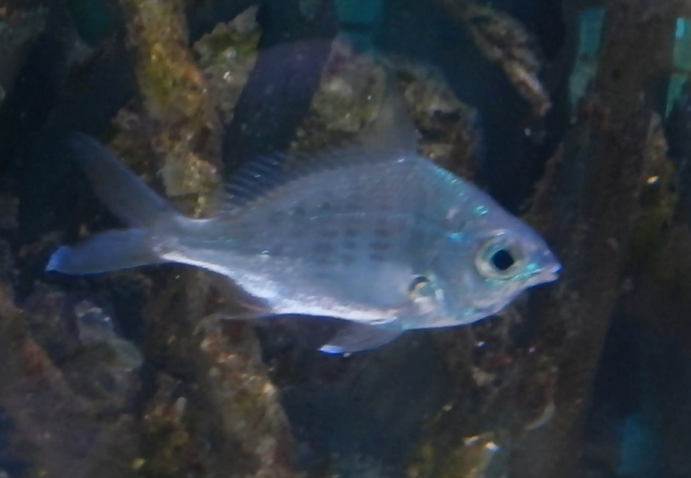 Threadfin Silverbiddy (Gerres filamentosus)