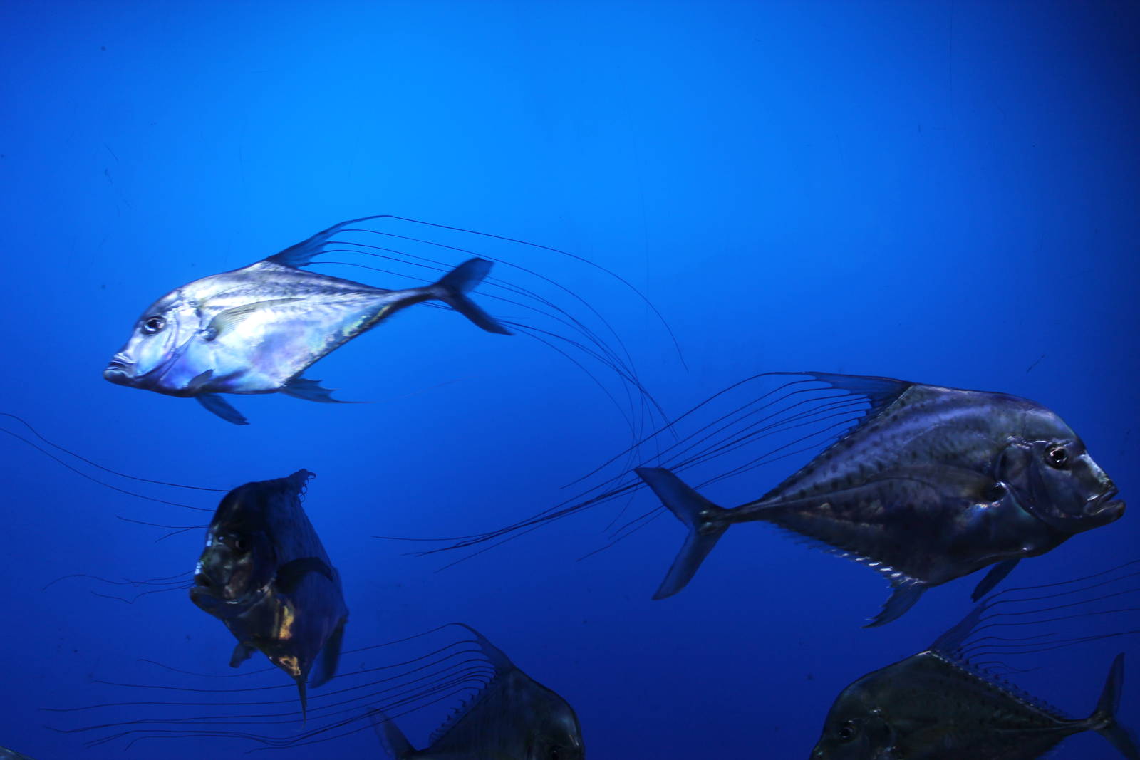 threadfin trevally (Alectis indica)