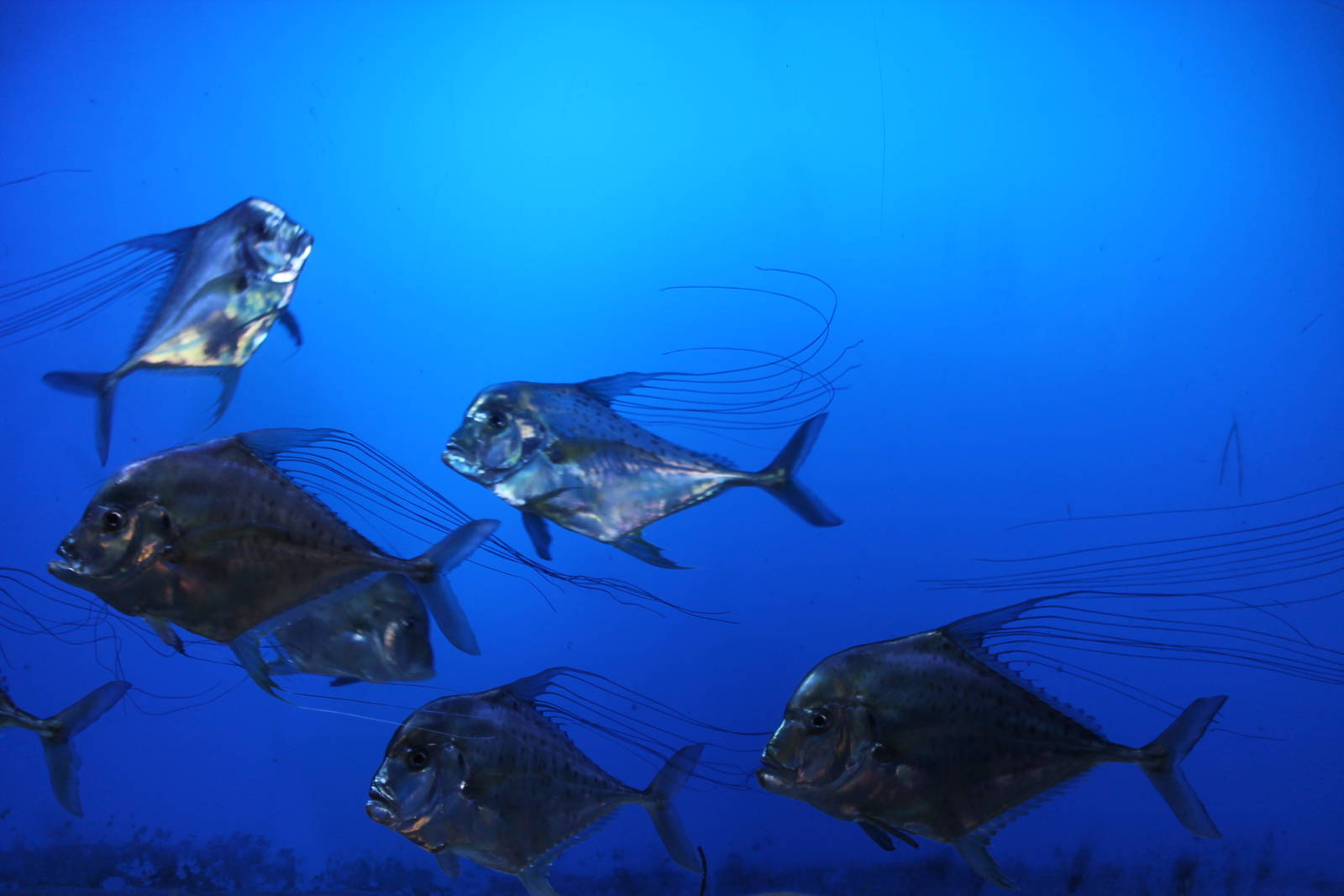 threadfin trevally (Alectis indica)