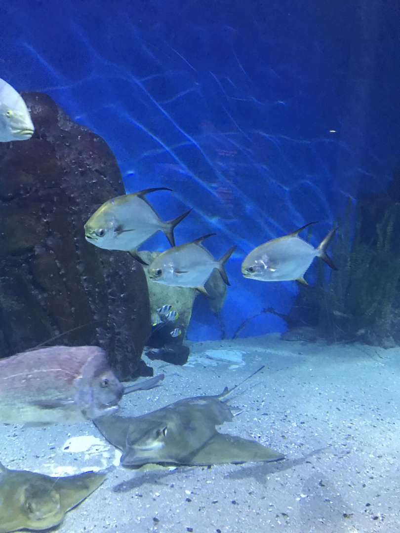 Threadfin Trevally and Snapper