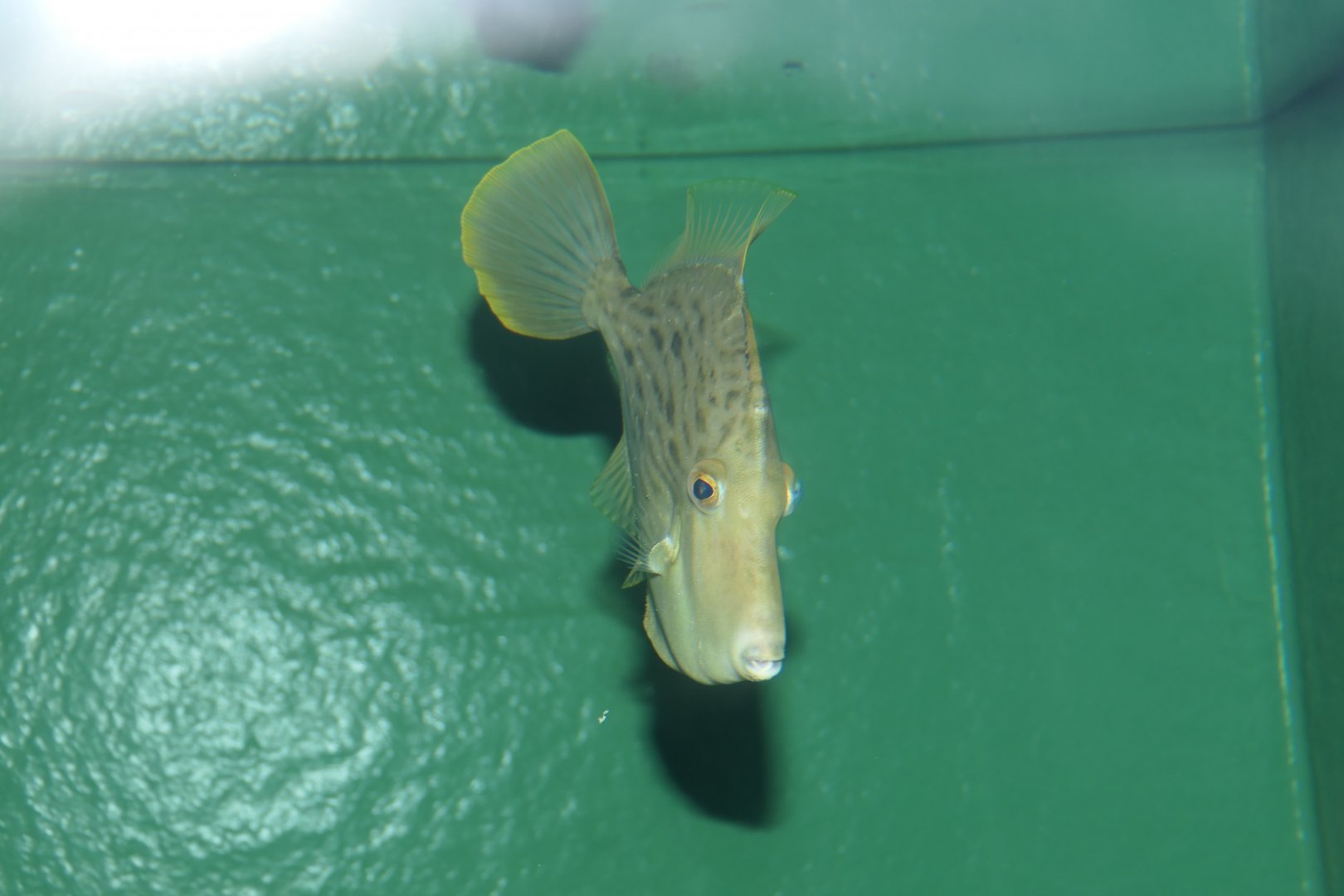 Threadsail Filefish (Stephanolepis cirrhifer) - Uozu Aquarium