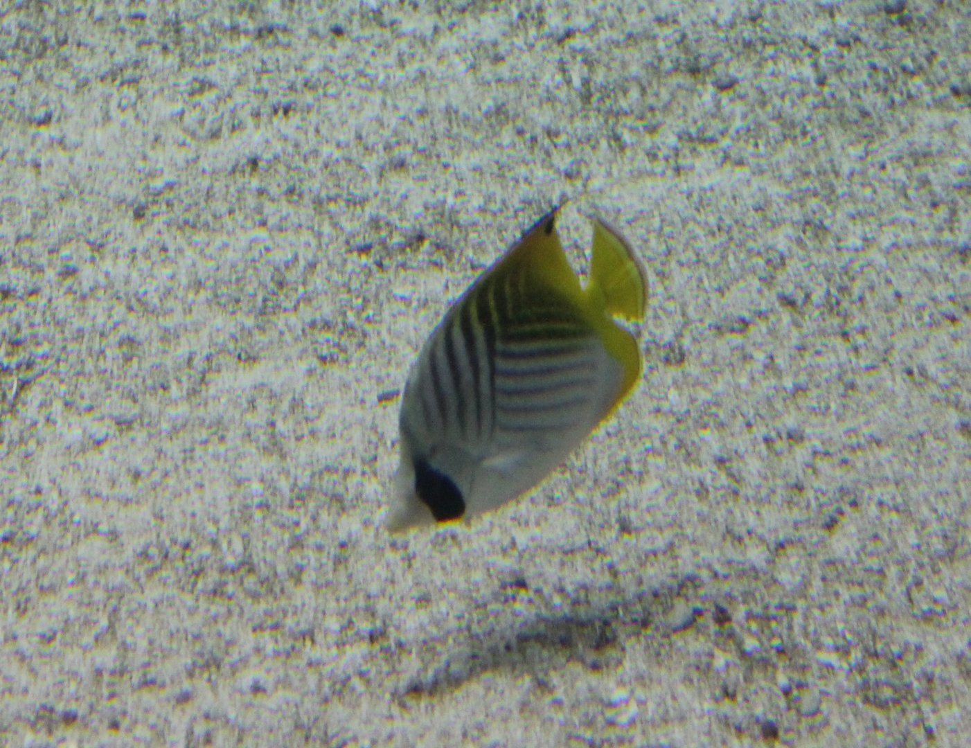 Threatfin butterflyfish