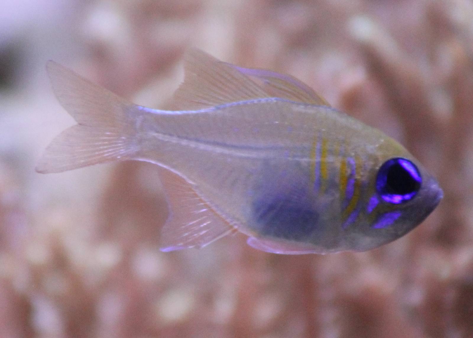 Threatfin cardinalfish