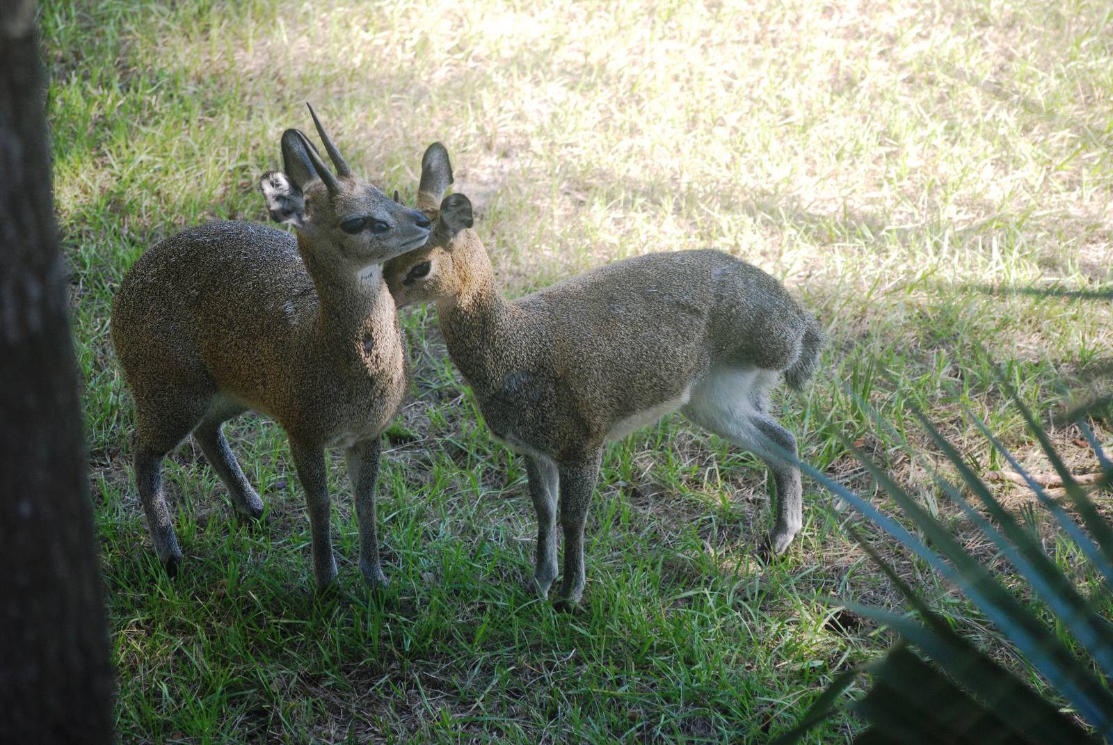 Three- and Four-legged Klipspringers at Brevard, 14/10/13
