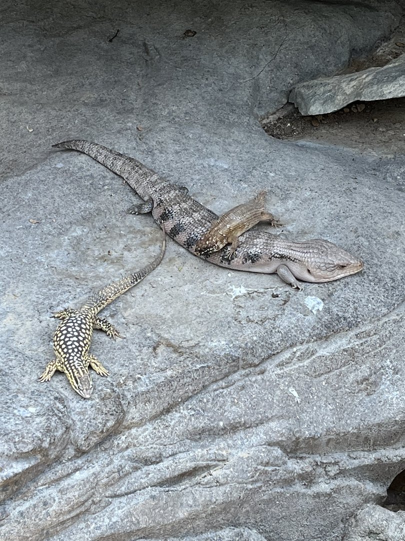 Three Australian Lizards