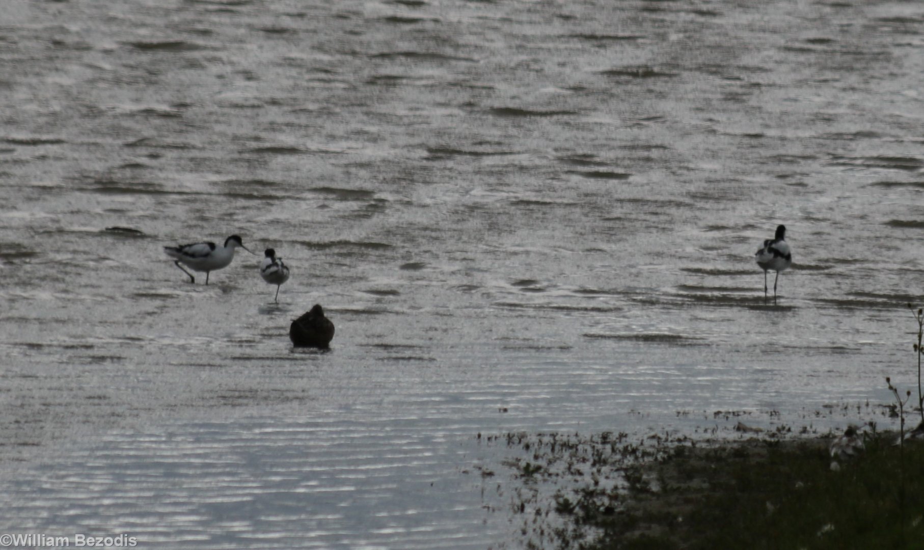 Three Avocets (and a mallard) - RSPB Burton Mere
