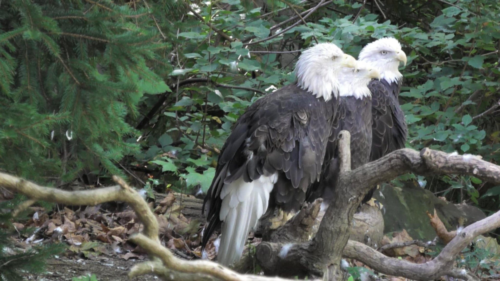 Three bald eagles sitting on a branch