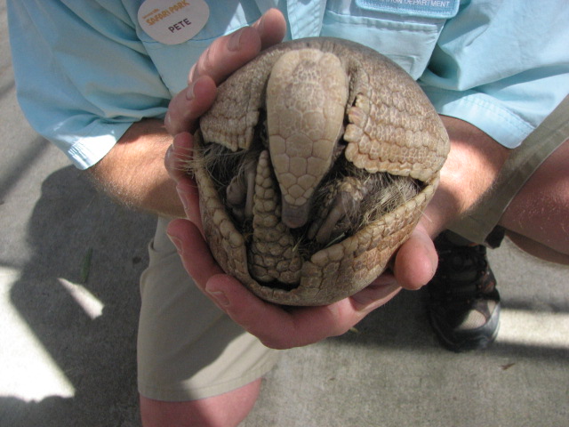 Three banded armadilllo