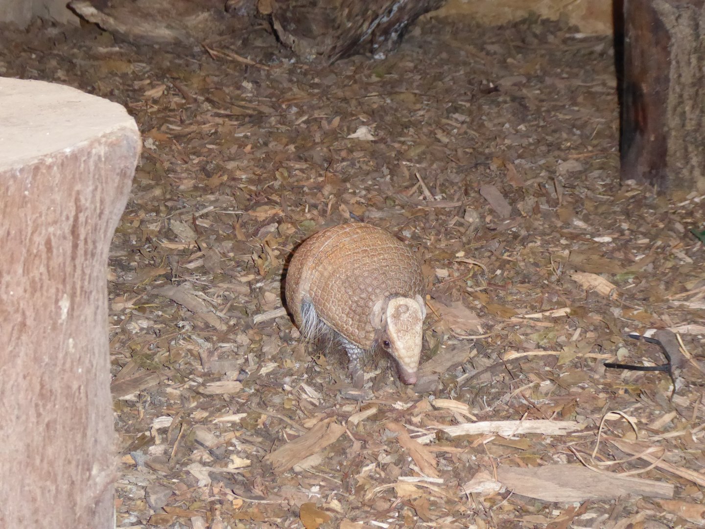 Three-banded armadillo 170219