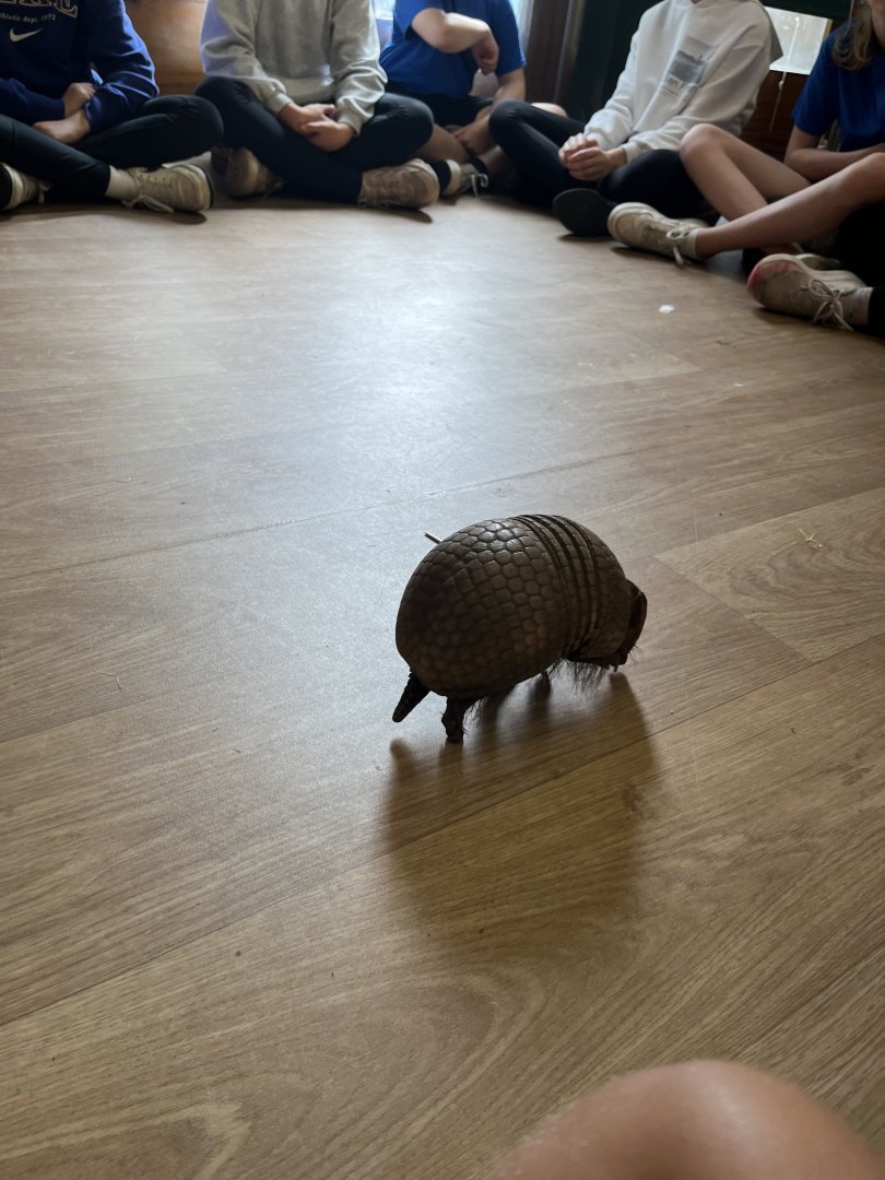 Three banded armadillo 19.7.24