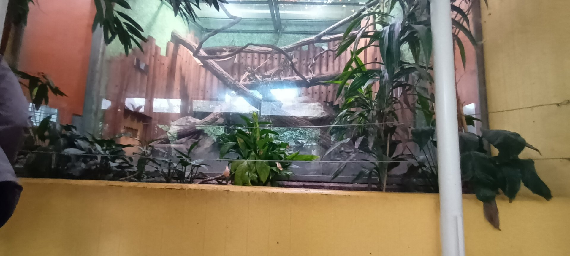 Three banded Armadillo and southern Tamandua Enclosure