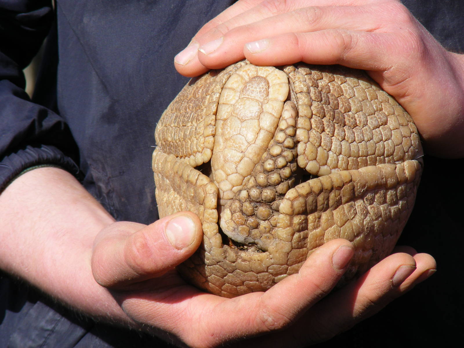 Three-banded armadillo at Amazon World, 5 April 2010