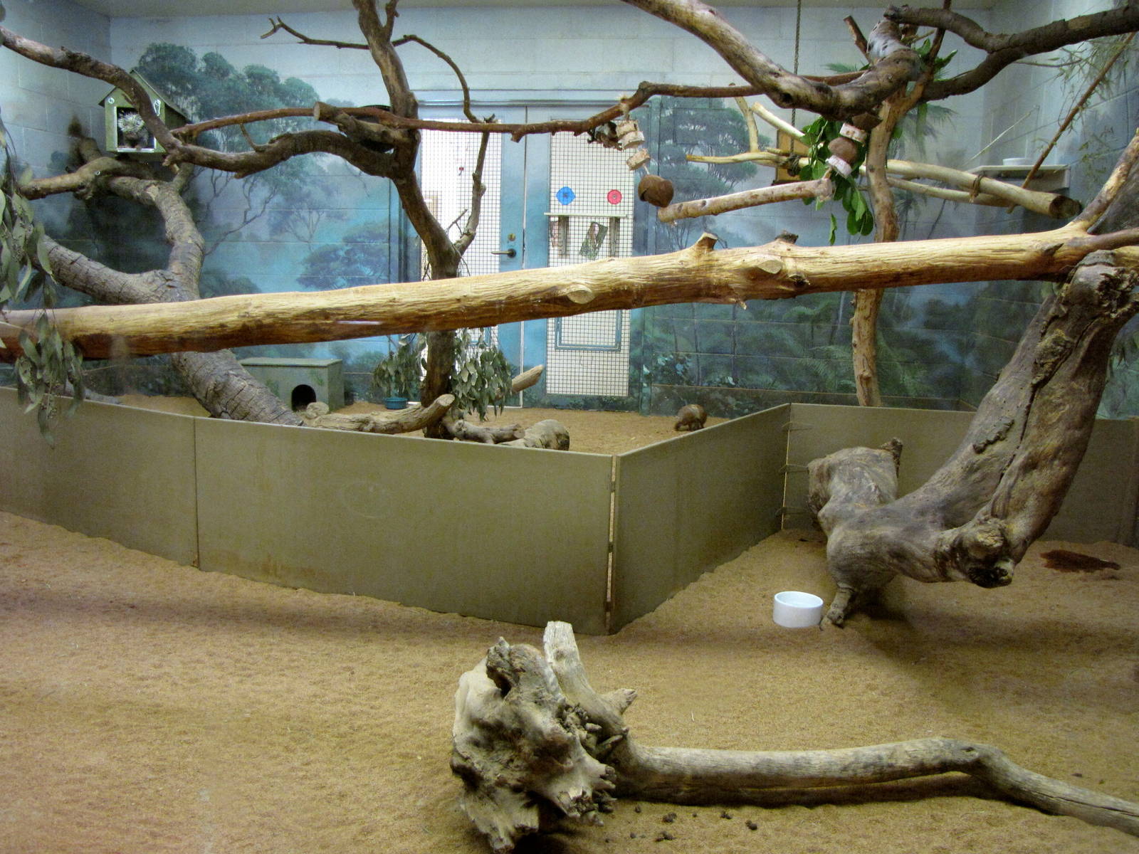Three-banded Armadillo/Cotton-top Tamarin/Prehensile-tailed Porcupine Exhib