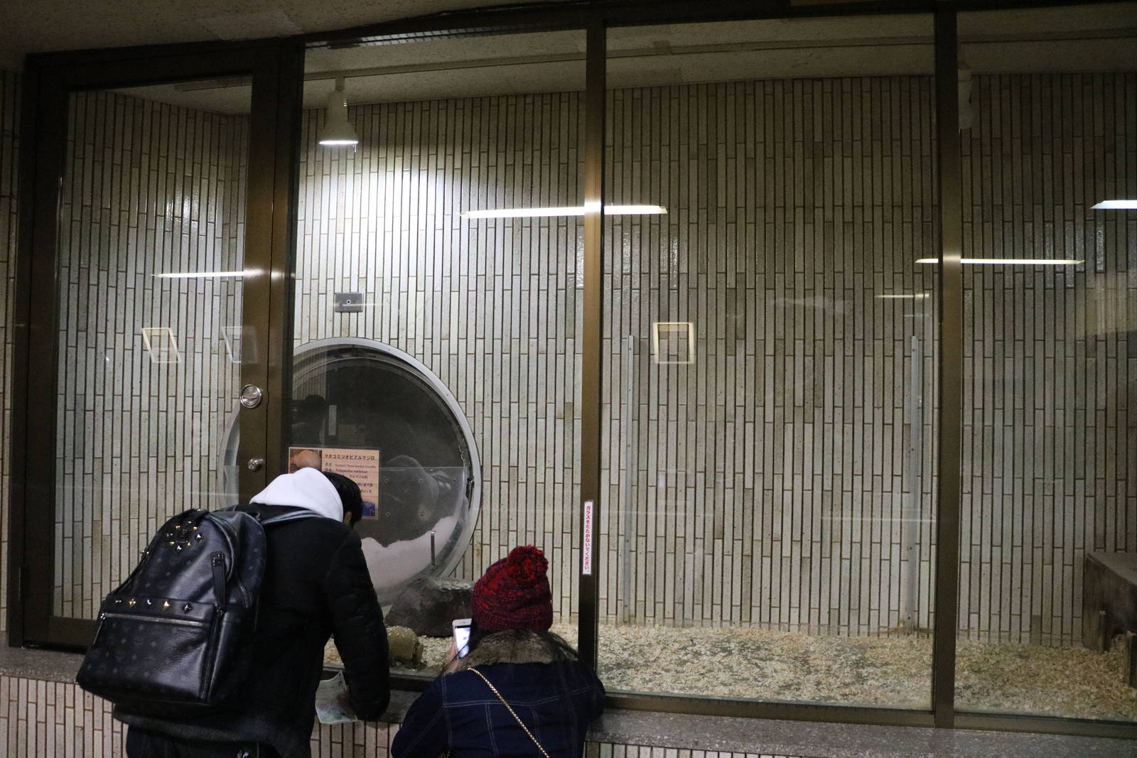 Three-banded armadillo enclosure, February 2016