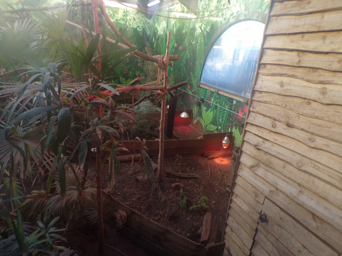 Three-banded armadillo enclosures 1.1.24