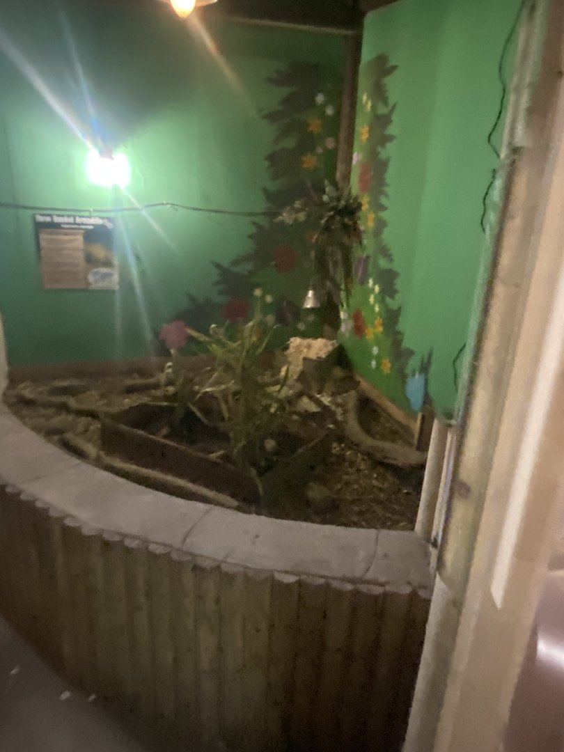 Three-banded armadillo exhibit 150723