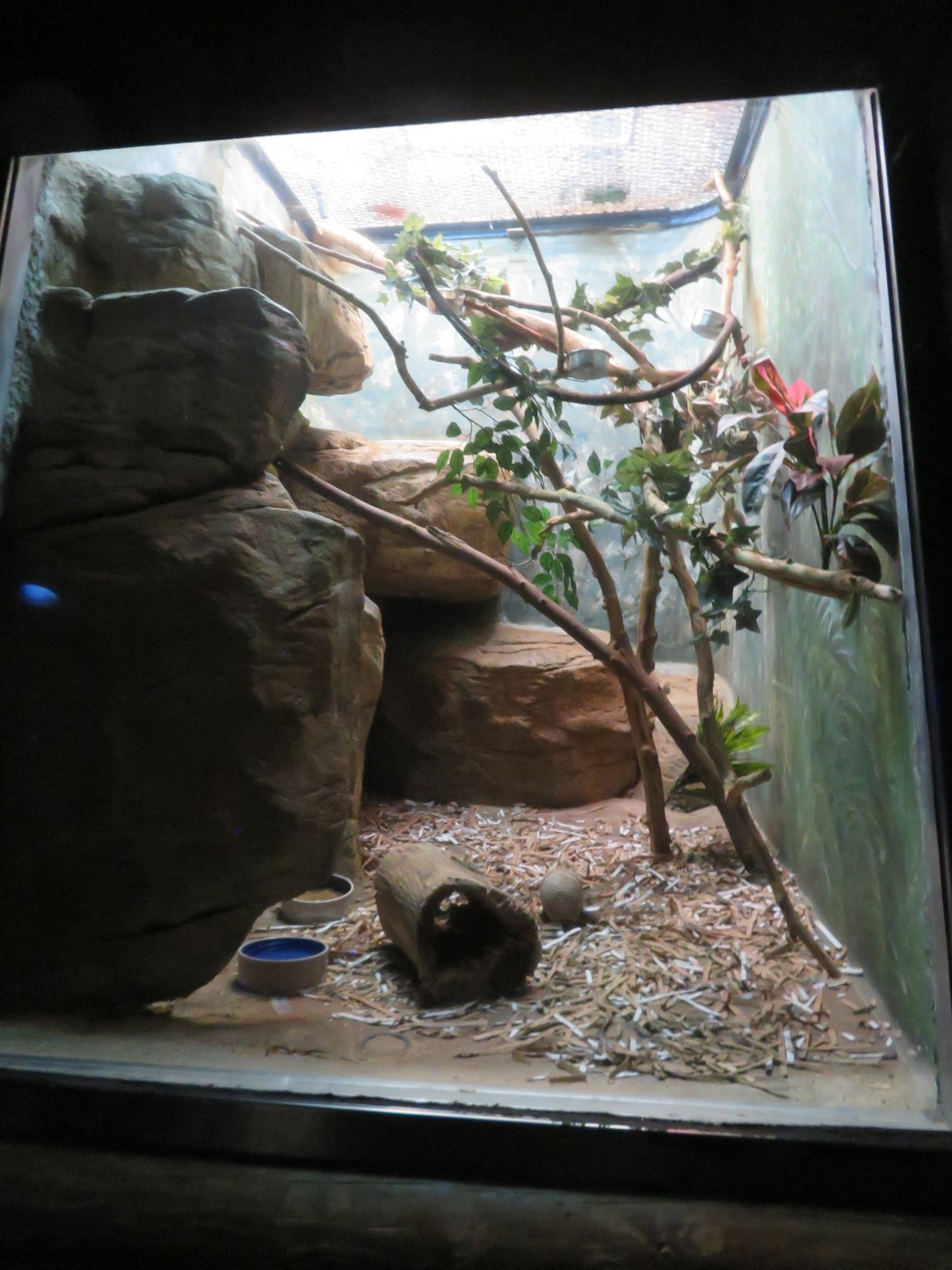 Three-banded Armadillo Exhibit