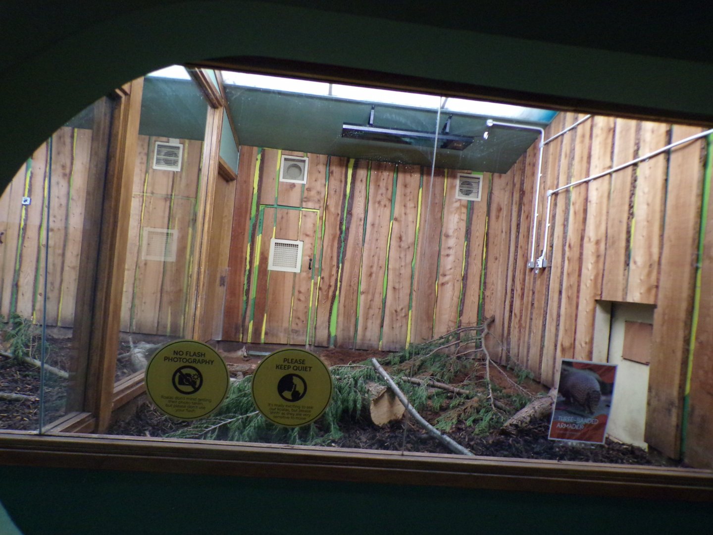Three-banded armadillo in former male koala enclosure 9.4.24